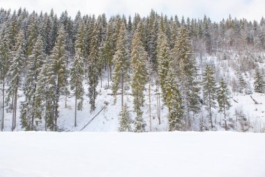 çam ağaçları karlı tepe üzerinde