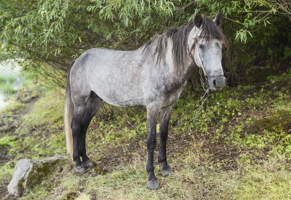 Cavalo cinzento triste — Fotografia de Stock