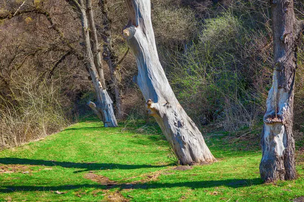 Öreg fák tavasszal — Stock Fotó