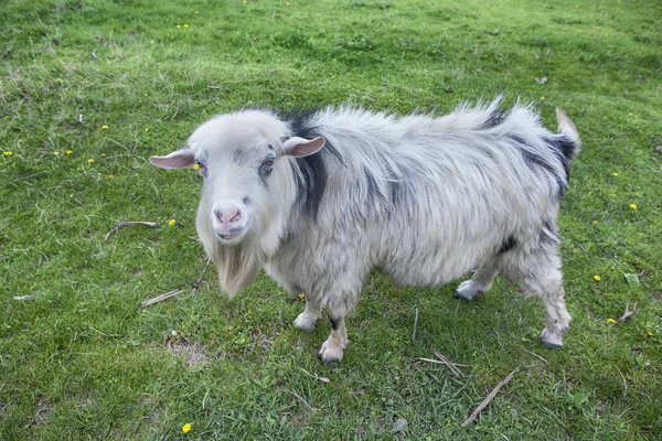 Портрет зрелой козы — стоковое фото