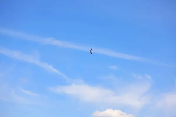 Pájaro en el cielo azul — Foto de Stock