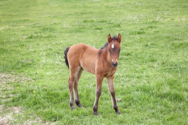 Yeşil çimenlerin üzerinde tayı