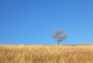 Tarlada Çiçekler ile ağacı