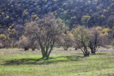 bahar sahne ağaçları ile
