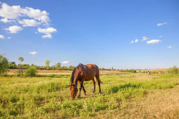 Escena pastoral con caballo —  Fotos de Stock