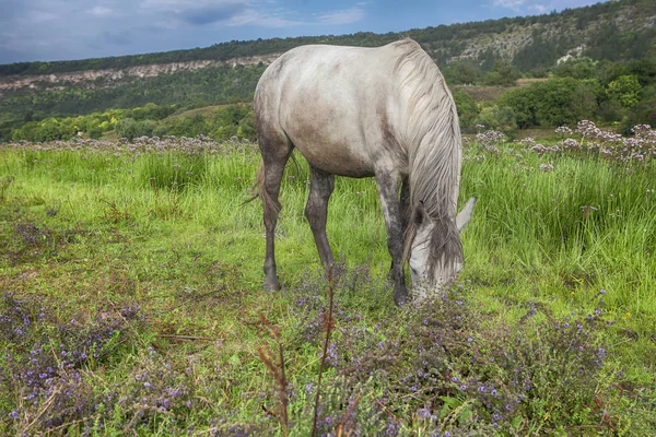 Fehér ló a réten legelésző — Stock Fotó