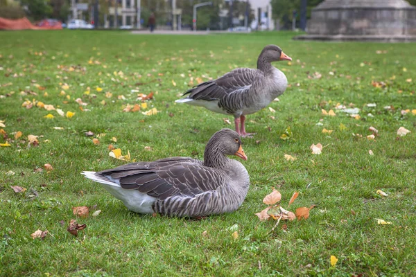 都市公園のガチョウ — ストック写真