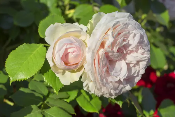 Roses with pink petals — Stock Photo, Image