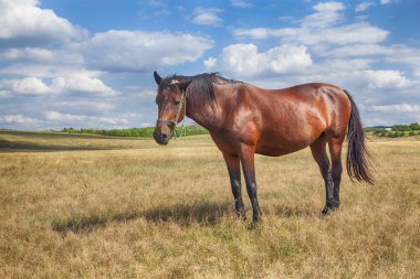 Yaz aylarında kırmızı at