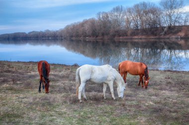 Üç at nehir kenarında otlatma