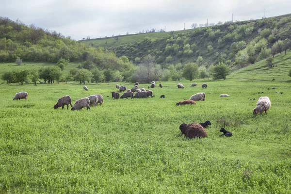 Otlakta koyun — Stok fotoğraf