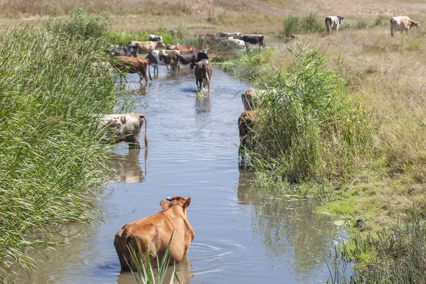 池の水に牛 — ストック写真