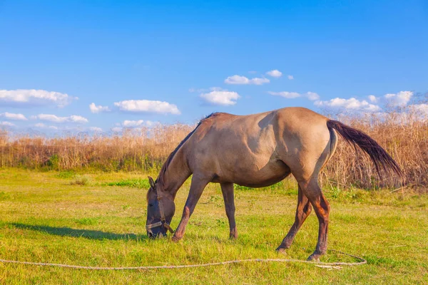 Pastoreo doméstico de caballos — Foto de Stock