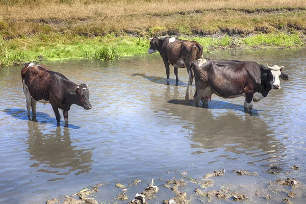 Schwarze Kühe im Wasser — Stockfoto