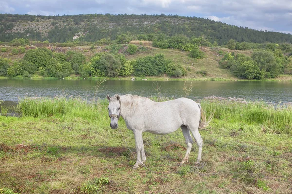 Riverside'da Beyaz mare — Stok fotoğraf