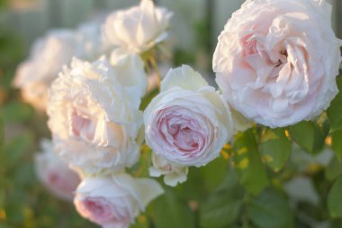 Beyaz gül büyüyen