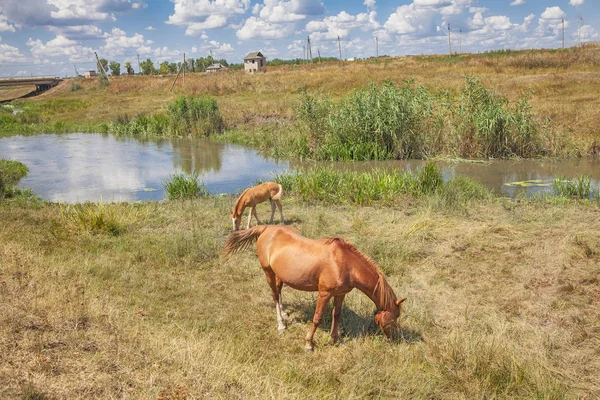 Karabasan ve tay otluyor. — Stok fotoğraf