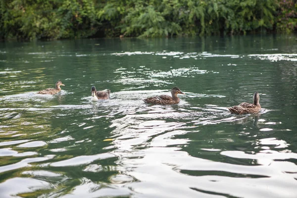 Enten im Stadtsee — Stockfoto