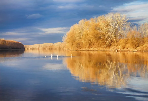 Autumn scenery with swans — Stock Photo, Image
