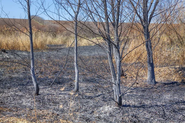 Bomen na brand — Stockfoto