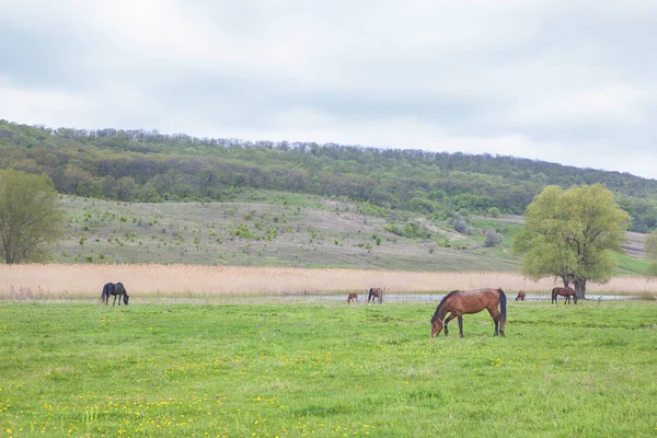 Atları ile rustik sahne — Stok fotoğraf