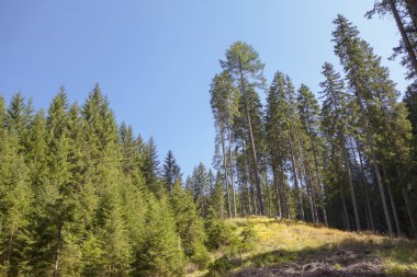 Çam ağaçları mavi gökyüzüne karşı