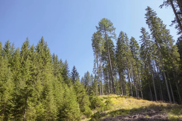 Çam ağaçları mavi gökyüzüne karşı