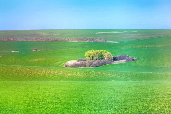 Grüne Wiese und Insel — Stockfoto