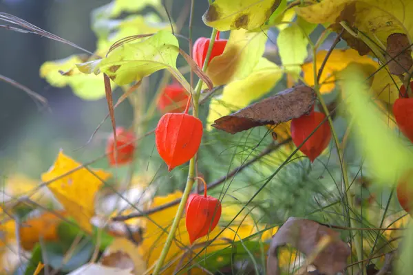 Temporada de hermoso otoño. Fondo de naturaleza — Foto de Stock