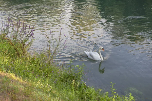 池塘里的白天鹅 — 图库照片