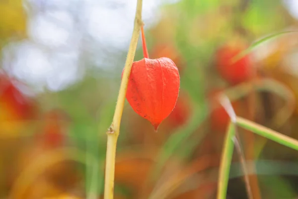 Arrière-plan automne fin — Photo