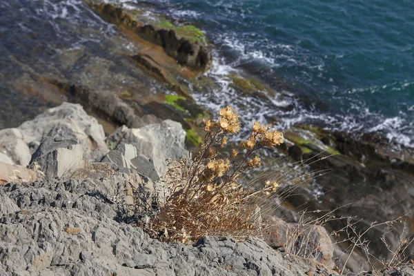Сухі рослини на скелі — стокове фото