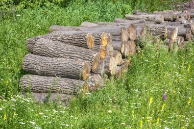 Yeşil çimenlerin üzerinde günlükleri