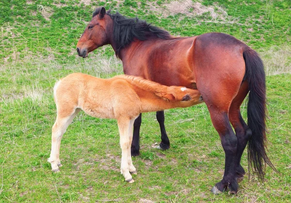 Dos caballos marrones madre e hijo — Foto de Stock