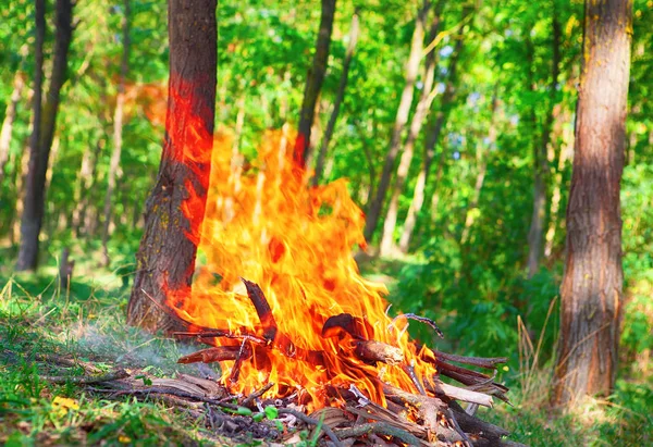 숲에 불 — 스톡 사진