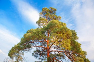 mavi cennet karşı yeşil çam