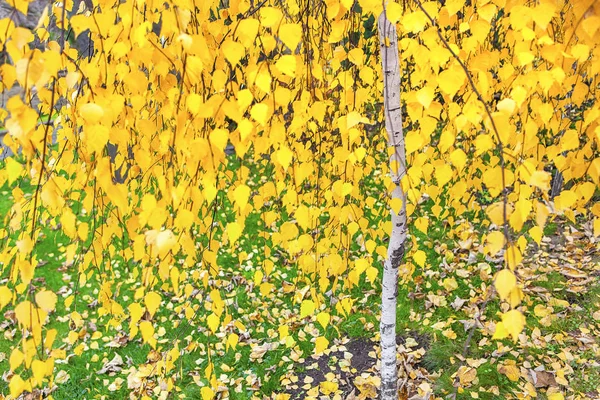 Nyírfa ősszel — Stock Fotó