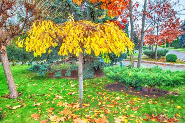 Sonbahar kentsel park