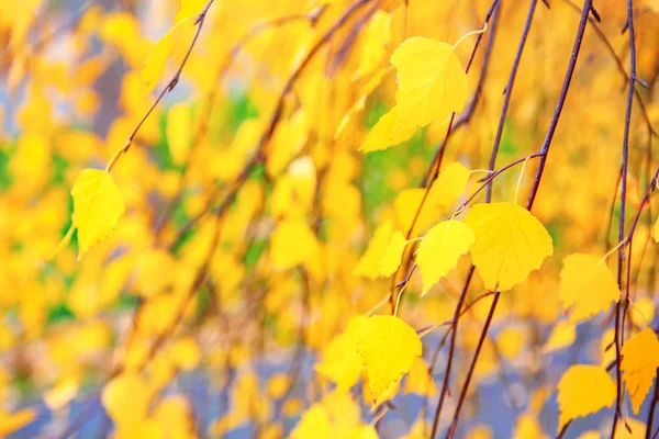 Golden fall background — Stock Photo, Image