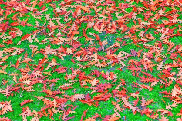 Hojas rojas en la hierba verde —  Fotos de Stock