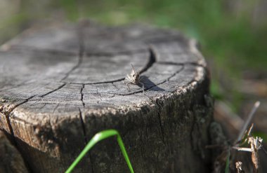gövde yüzeyinde kriket