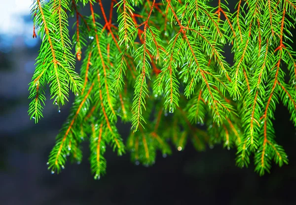 Ramas de árbol de Navidad —  Fotos de Stock