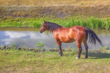 güzel kırmızı at