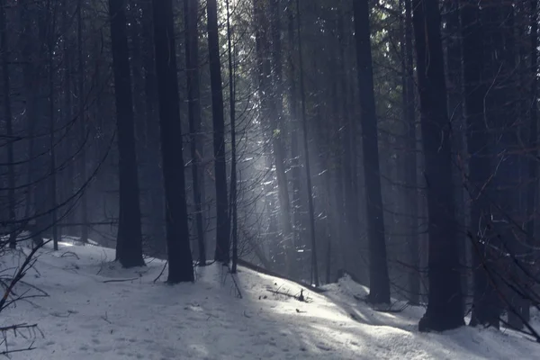 Sun rays in dark forest — Stock Photo, Image