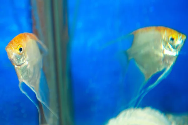 Аквариумные Рыбы Голубой Воде Зеркальном Аквариуме — стоковое фото