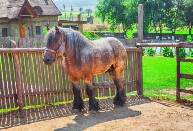 rustik gruptaki büyük güçlü safkan at