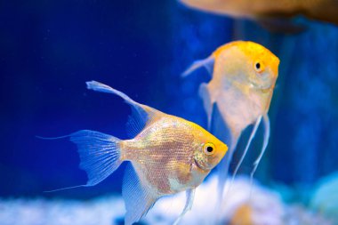 güzel balık antrenmanlarına akvaryum mavi su çifti