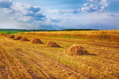 mowed buğday ile tarım alanı