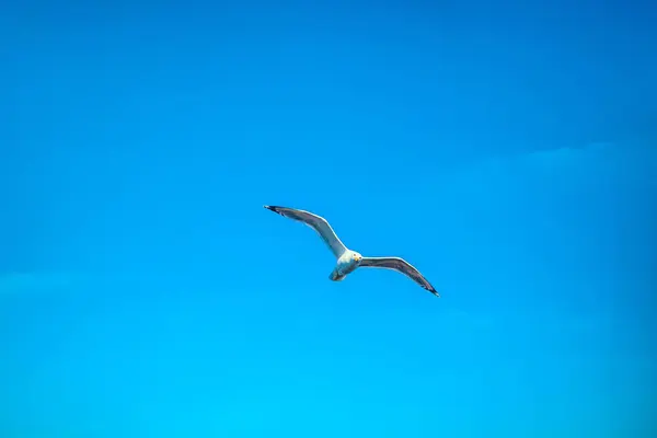 Чайка Блакитному Небі — стокове фото