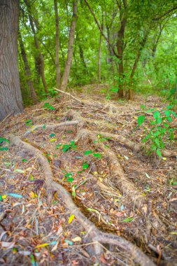 ve yüzeye ağaçlarının kökleri
